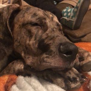 Meet your Posher, Brionna